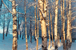 Birch forests cover much of western Novegrad